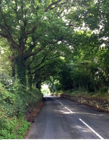 ...into dark deep greens