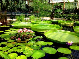 at the Waterlily House, Kew Gardens