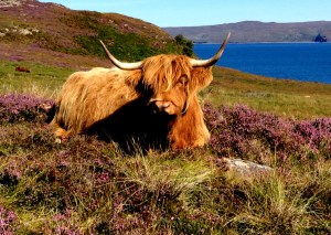 Highlander in the heather, laying about the loch....