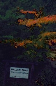 “Autumn is a second spring when every leaf is a flower.”  Henry David Thoreau.